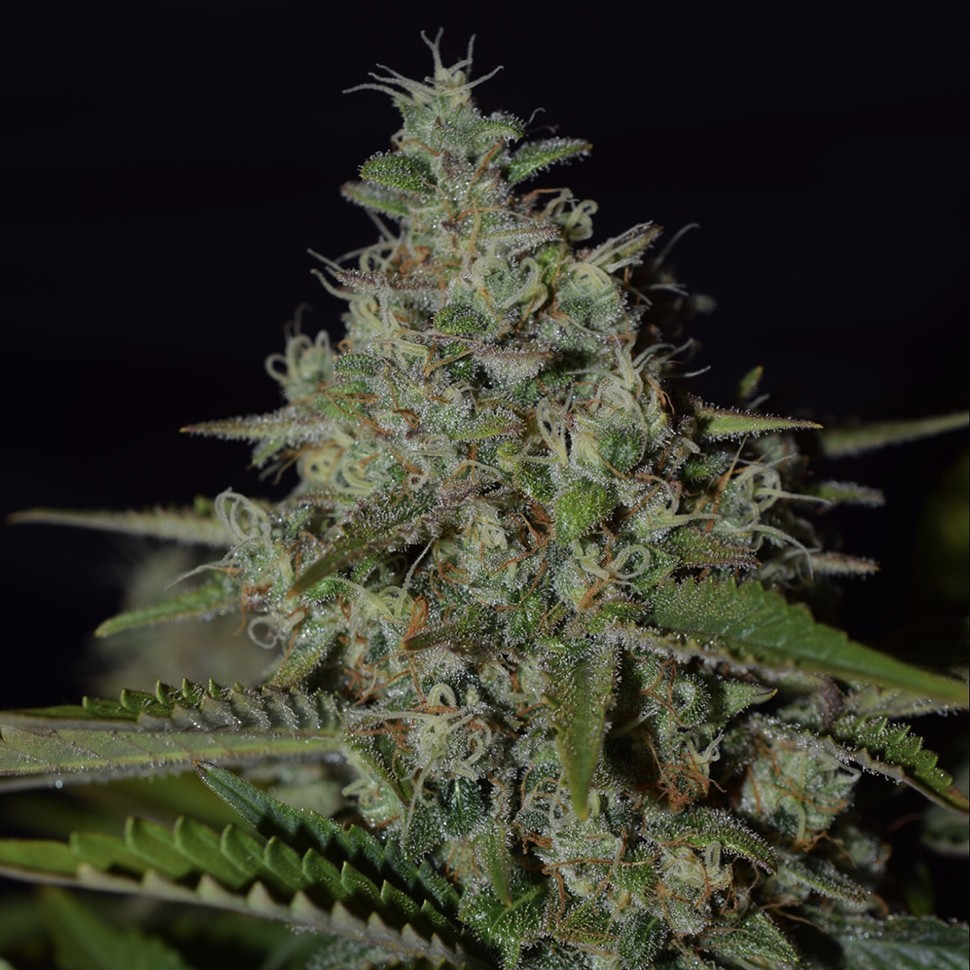 Семена  Super Skunk feminised Neuro Seeds