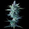 Семена  Astana City feminised Bang Seeds