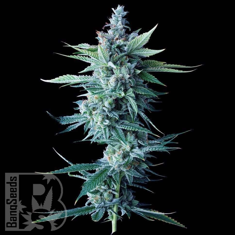 Семена  Astana City feminised Bang Seeds