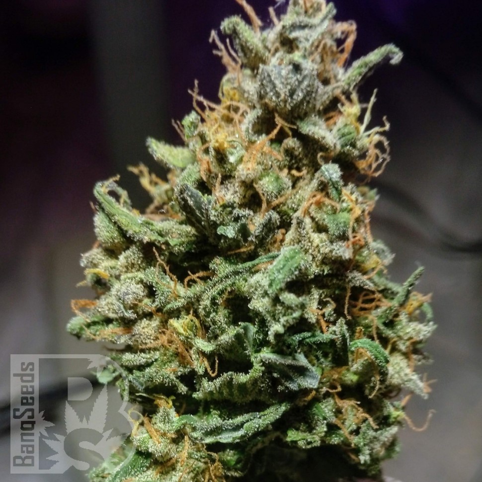 Семена  Astana City feminised Bang Seeds
