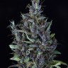 Семена  Astana City feminised Bang Seeds