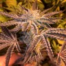 Семена конопли  Girl Scout Cookies feminised Ganja Seeds
