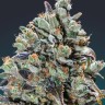 Семена ганжа  Baikonur feminised Bang Seeds