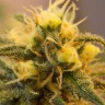 Семена  Auto Caiera feminised GanjaVIP Seeds