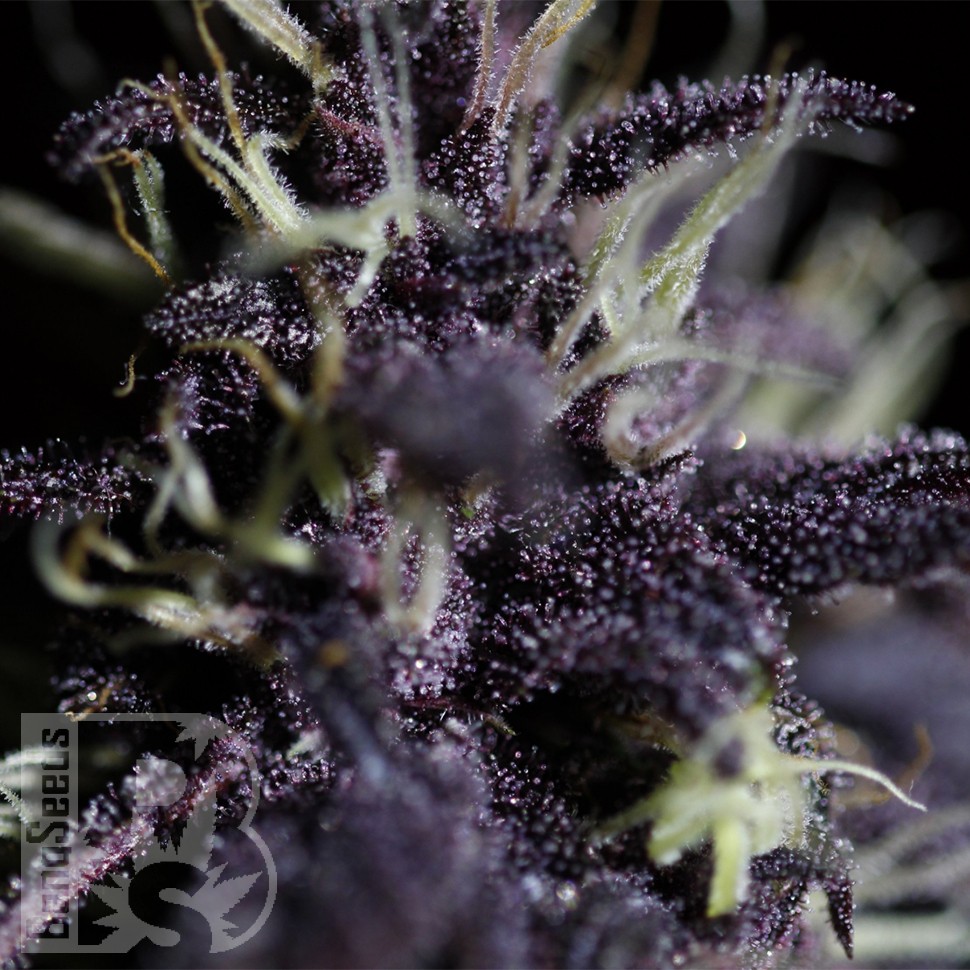 Семена Auto Dark Purple feminised Ganja Seeds
