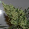 Семена марихуаны  Brainstorm regular Ganja Seeds