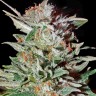 Семена марихуаны  Brainstorm regular Ganja Seeds
