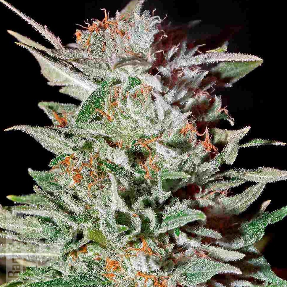 Семена марихуаны  Brainstorm regular Ganja Seeds