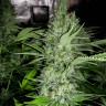 купить семена конопли с доставкой Auto Amnesia feminised