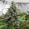 Auto Deimos feminised Ganja Seeds купить