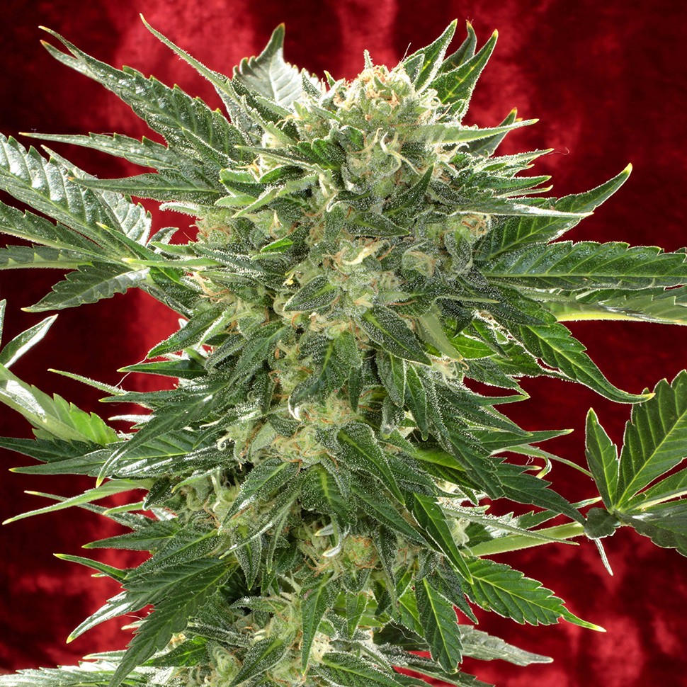 купить семена конопли Auto White Russian XXL feminised купить семена конопли Auto White Russian XXL feminised