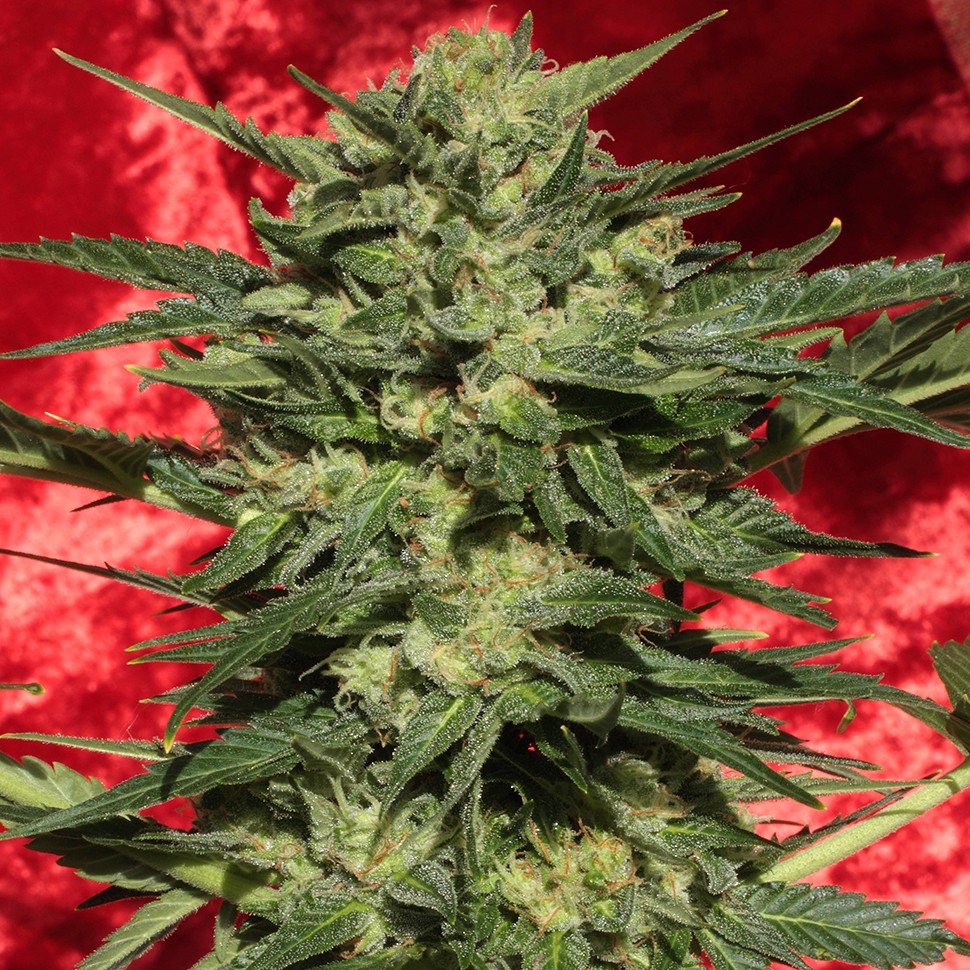 купить семена конопли в Украине Auto White Russian XXL feminised купить семена конопли в Украине Auto White Russian XXL feminised