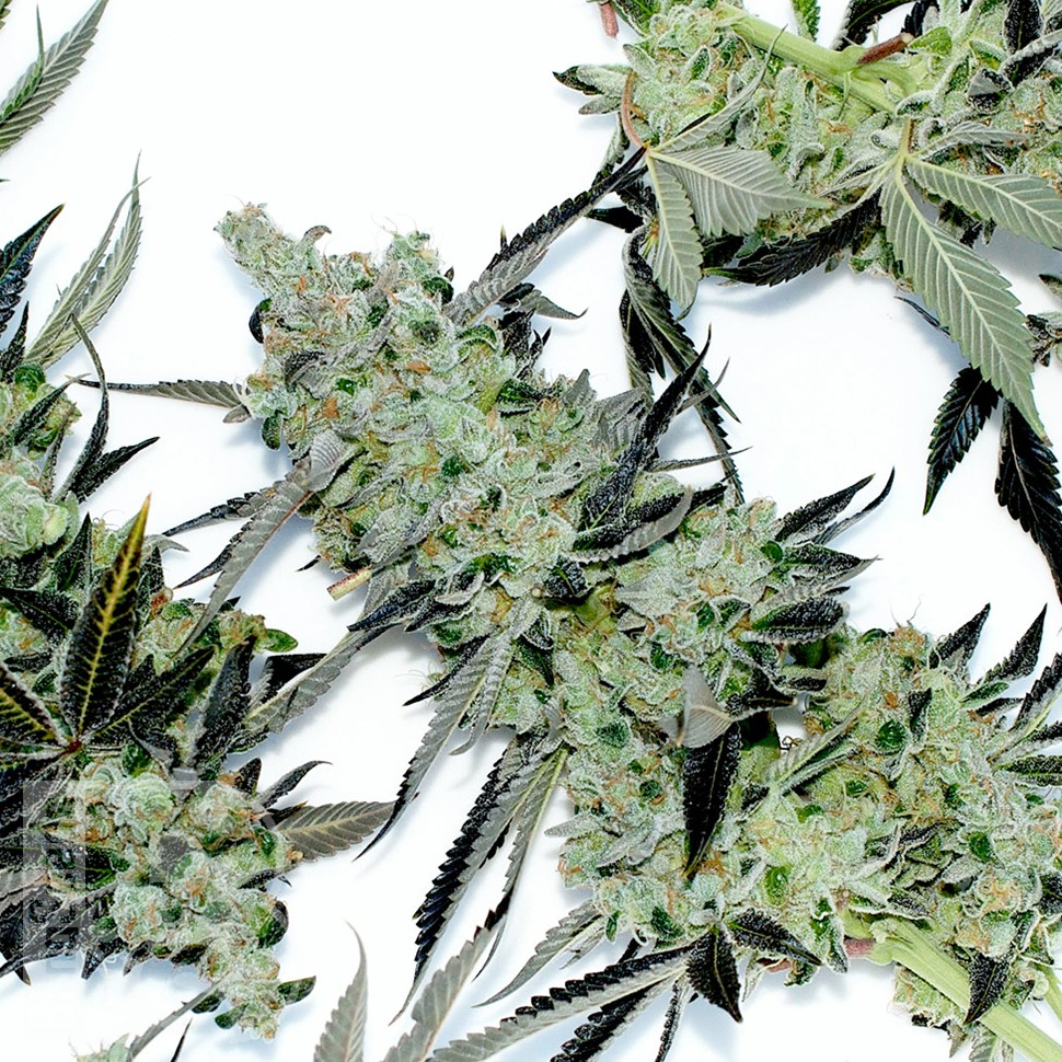 Dr. Feelgood feminised Ganja Seeds