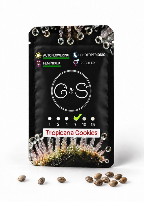 Семена конопли  Auto Tropicana Cookies feminised Ganja Seeds