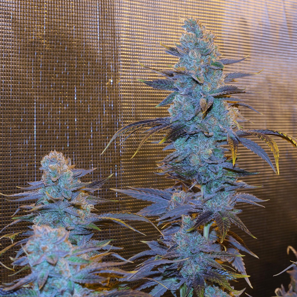 купить семена конопли ак 47 Green House Thai feminised