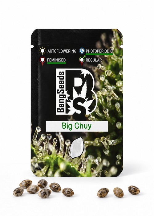 Семена ганжа  Big Chuy feminised Bang Seeds