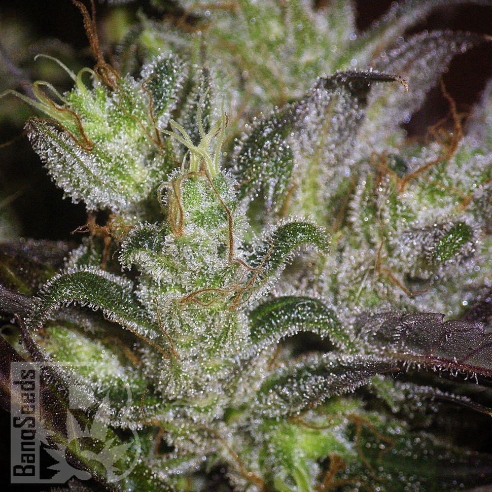Early Durban feminised Ganja Seeds