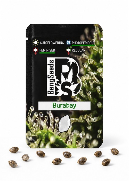 Семена  Burabay feminised Bang Seeds