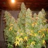 Семена  Burabay feminised Bang Seeds
