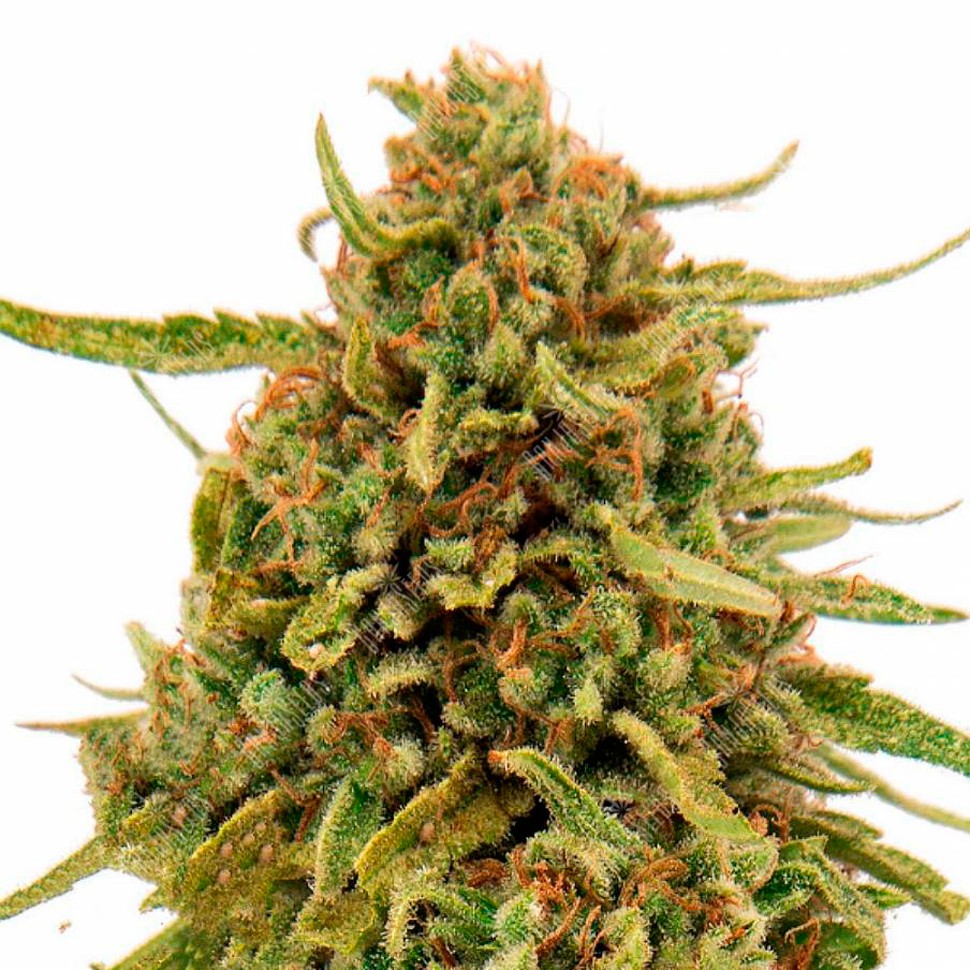 семена конопли Widow Remedy feminised Ganja Seeds семена конопли Widow Remedy feminised Ganja Seeds