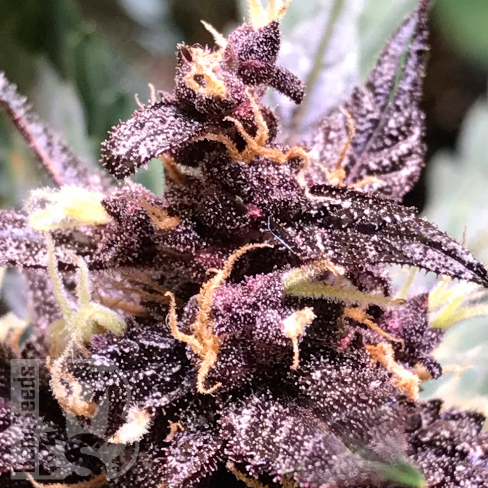 Auto Devil Cream feminised Ganja Seeds купить
