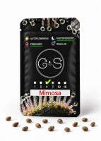 Mimosa feminised Ganja Seeds