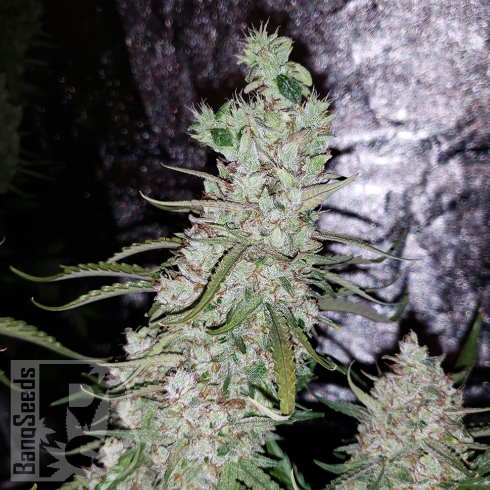 заказать хорошие семена конопли Auto Dr. Grinspoon feminised