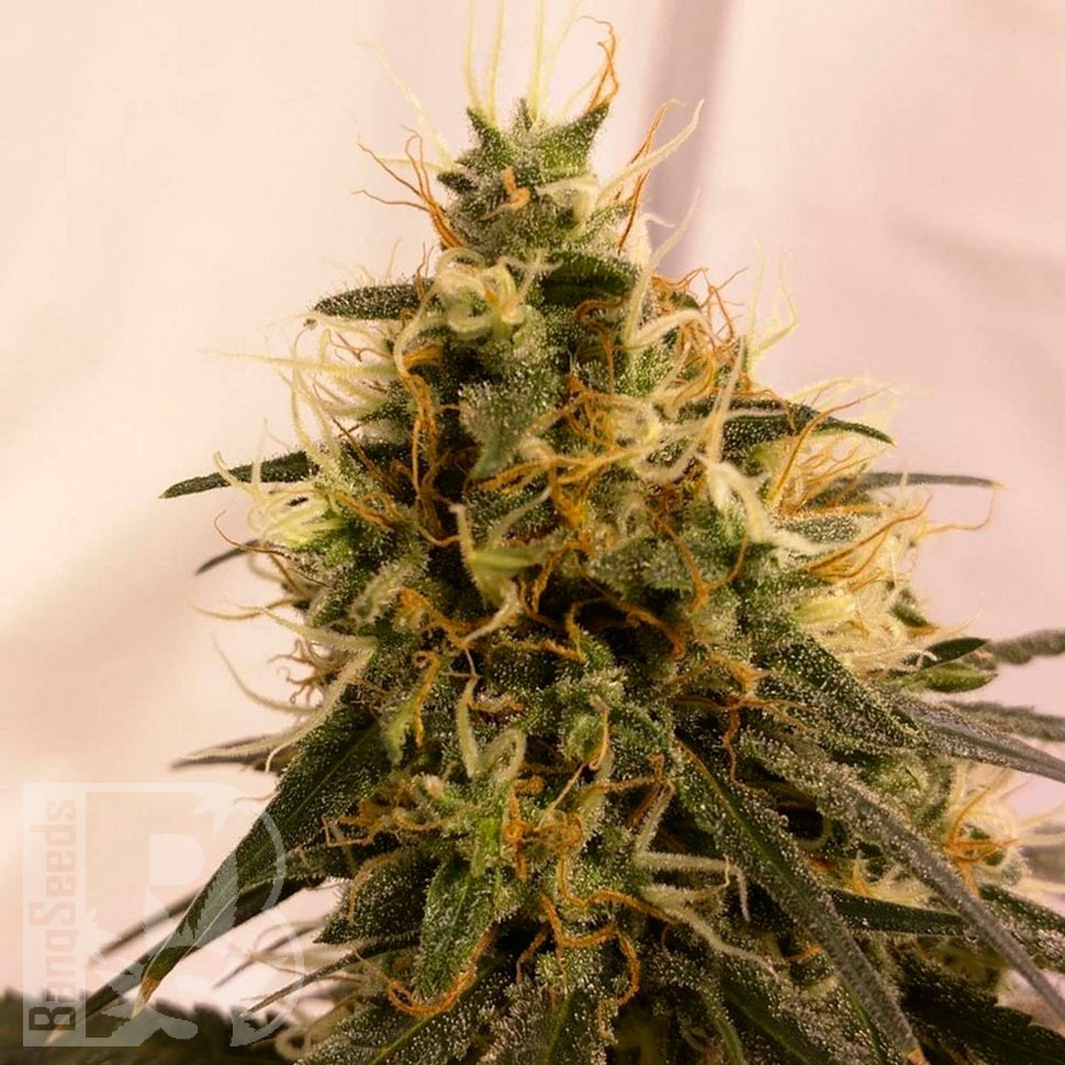 Семена ганжа  Pineapple Chunk feminised Ganja Seeds