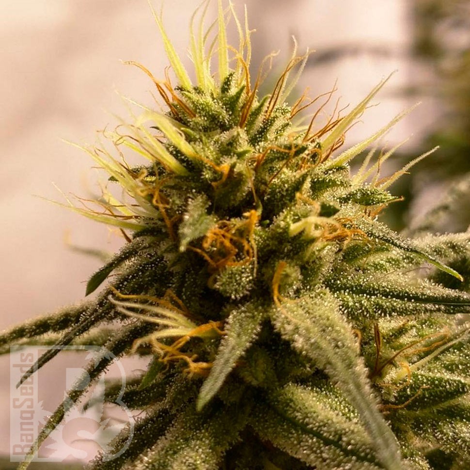 Семена ганжа  Pineapple Chunk feminised Ganja Seeds