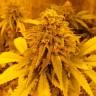 Семена ганжа  Pineapple Chunk feminised Ganja Seeds