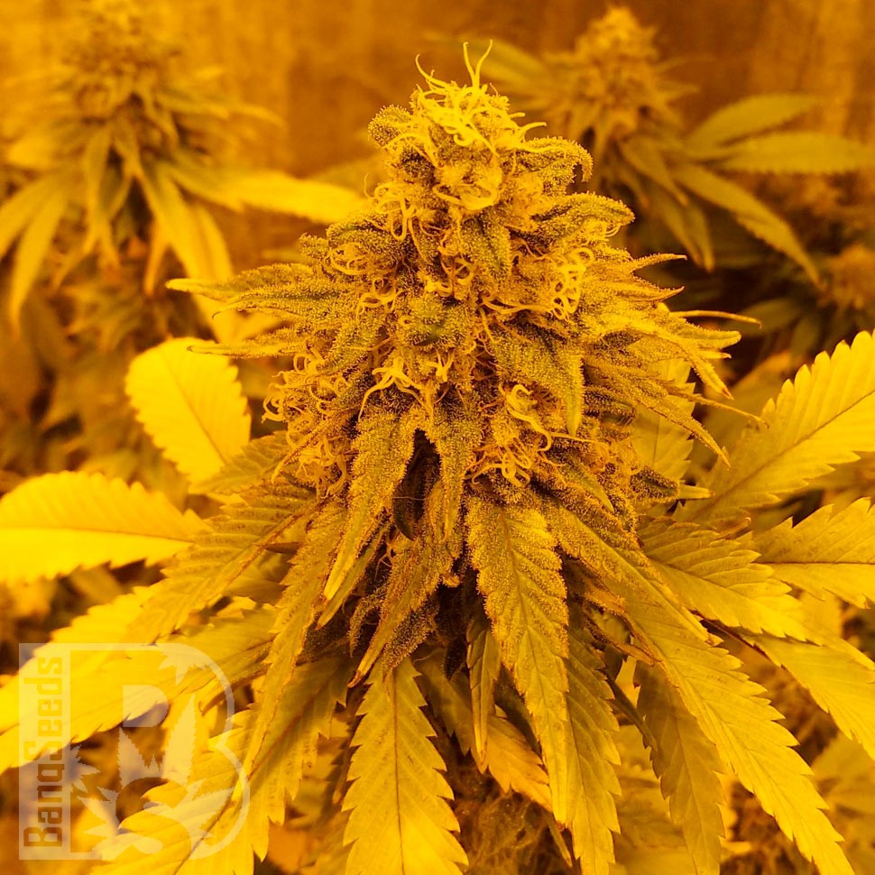 Семена ганжа  Pineapple Chunk feminised Ganja Seeds