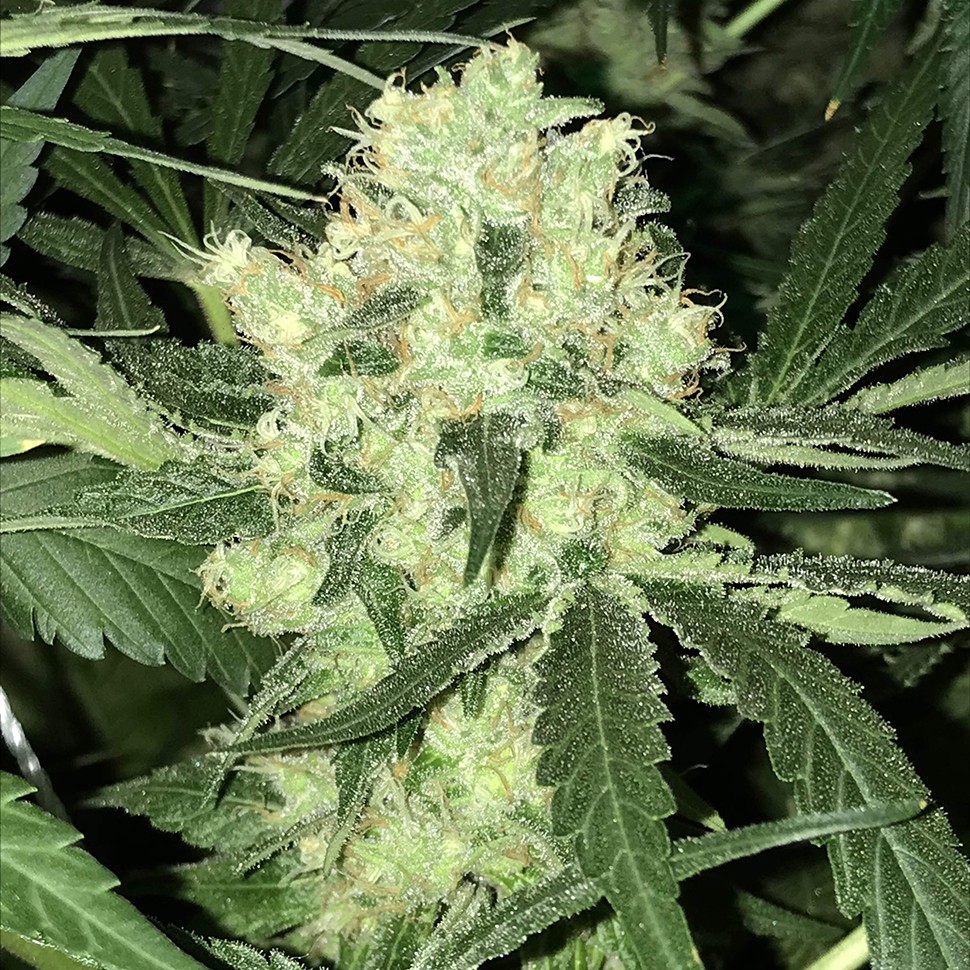 Семена конопли  Auto Super Skunk feminised Neuro Seeds