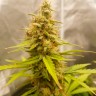 Семена конопли недорого Auto Critical Hog feminised Ganja Seeds