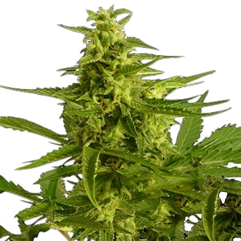Недорогие семена конопли Auto Critical Hog feminised Ganja Seeds