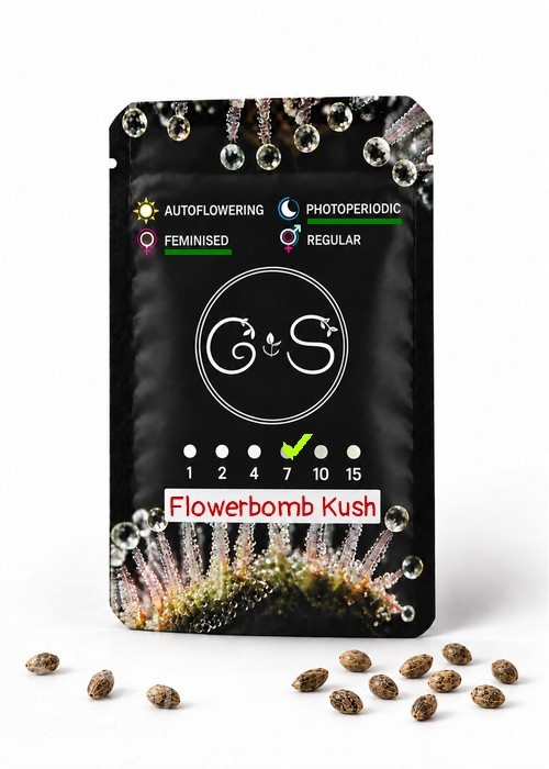 Flowerbomb Kush feminised Ganja Seeds