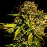 Семена каннабиса  Mintz feminised Ganja Seeds