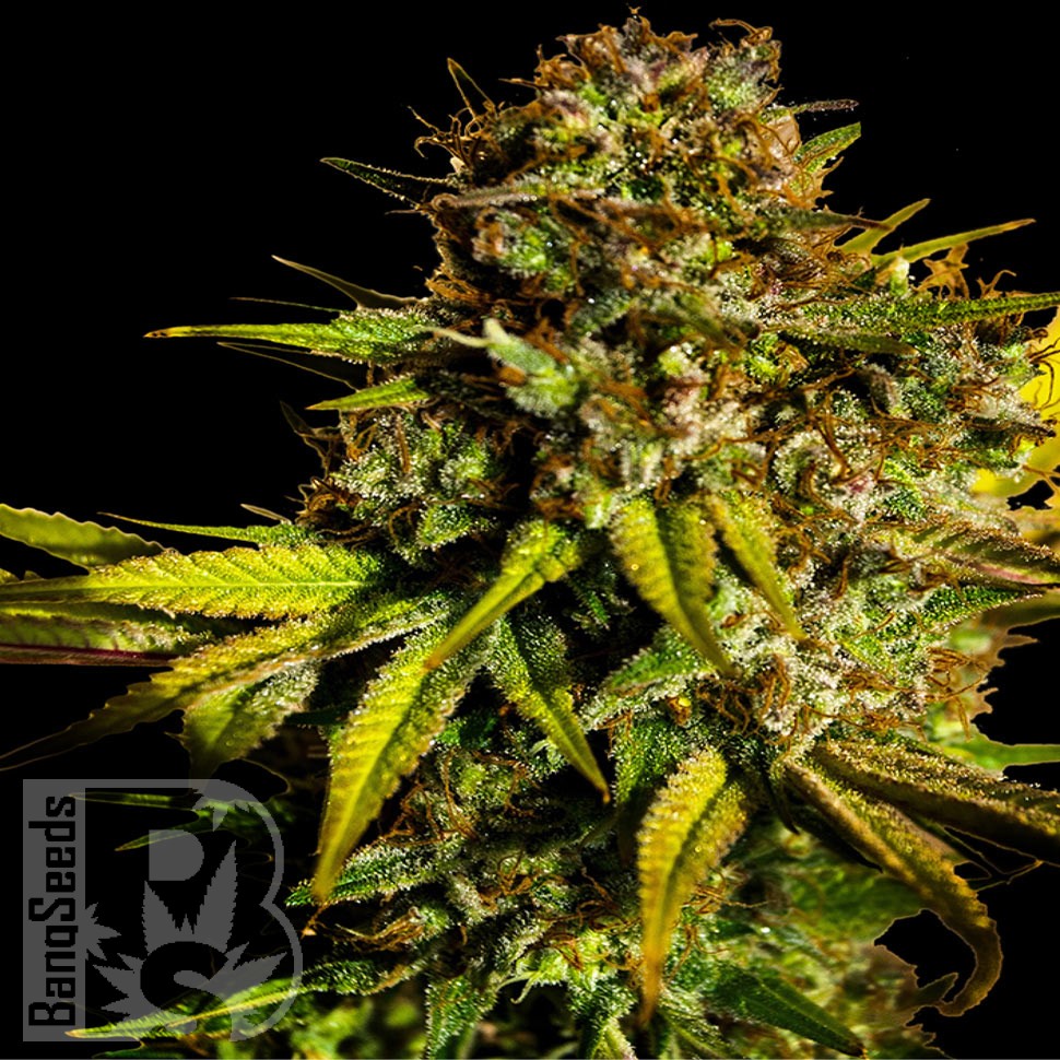 Семена каннабиса  Mintz feminised Ganja Seeds