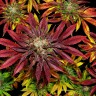 Семена каннабиса  Mintz feminised Ganja Seeds