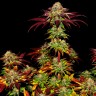 Семена каннабиса  Mintz feminised Ganja Seeds