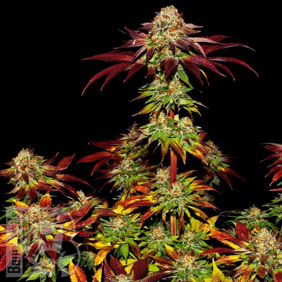 Семена каннабиса  Mintz feminised Ganja Seeds