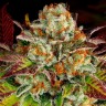 Семена каннабиса  Mintz feminised Ganja Seeds