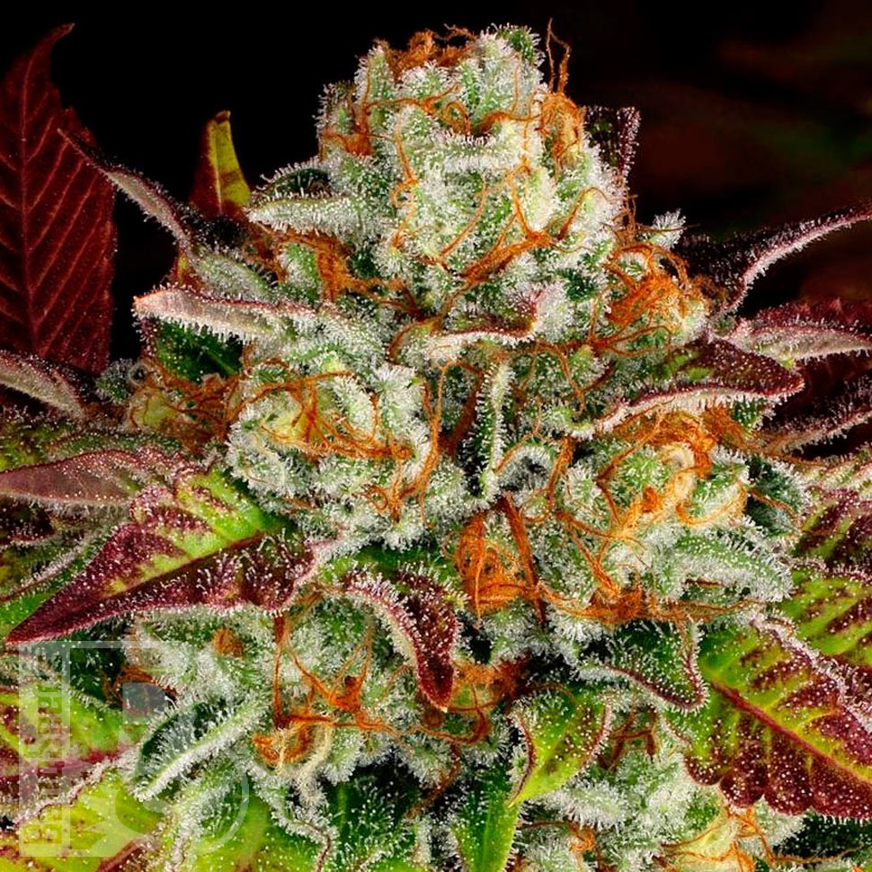 Семена каннабиса  Mintz feminised Ganja Seeds