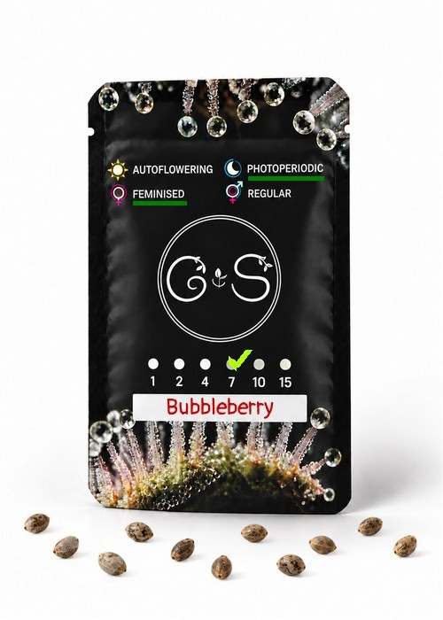 Семена ганжа  Bubbleberry feminised Ganja Seeds