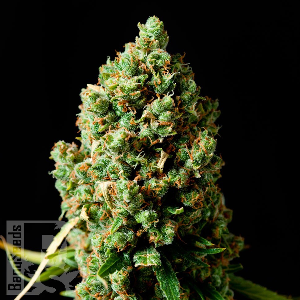 Семена ганжа  Bubbleberry feminised Ganja Seeds