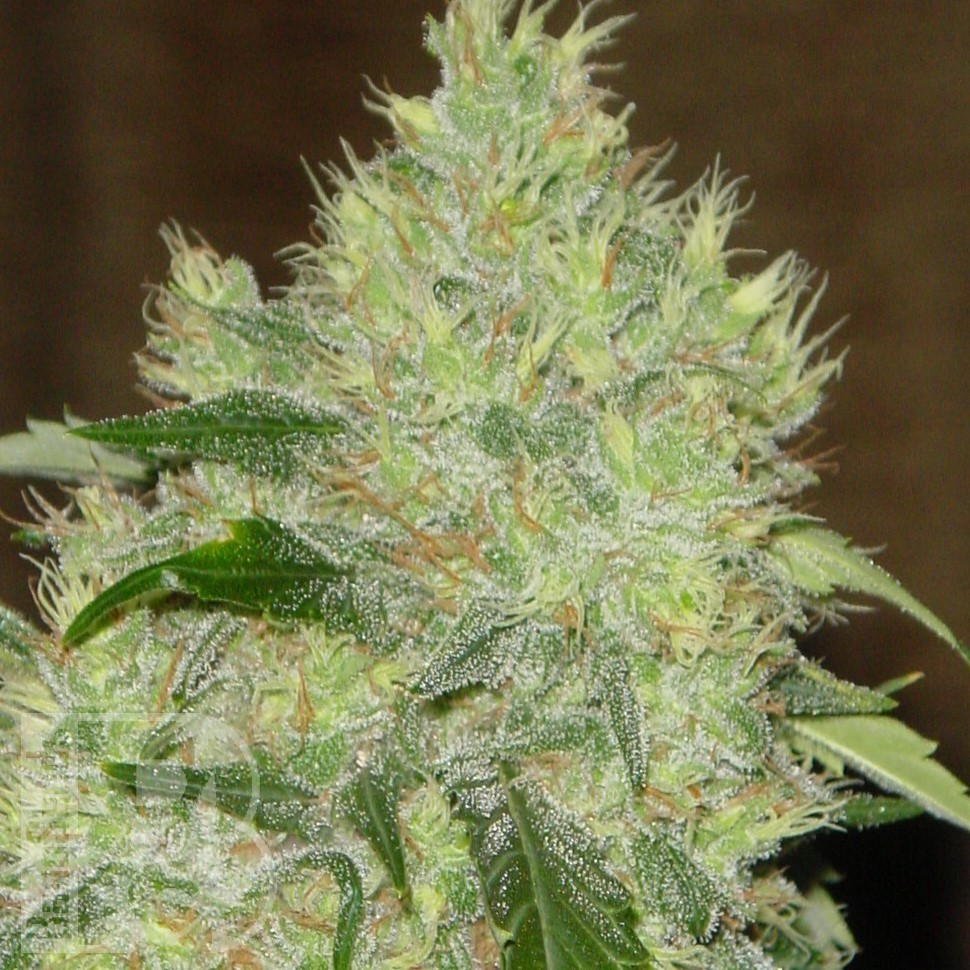 Семена ганжа  Bubbleberry feminised Ganja Seeds