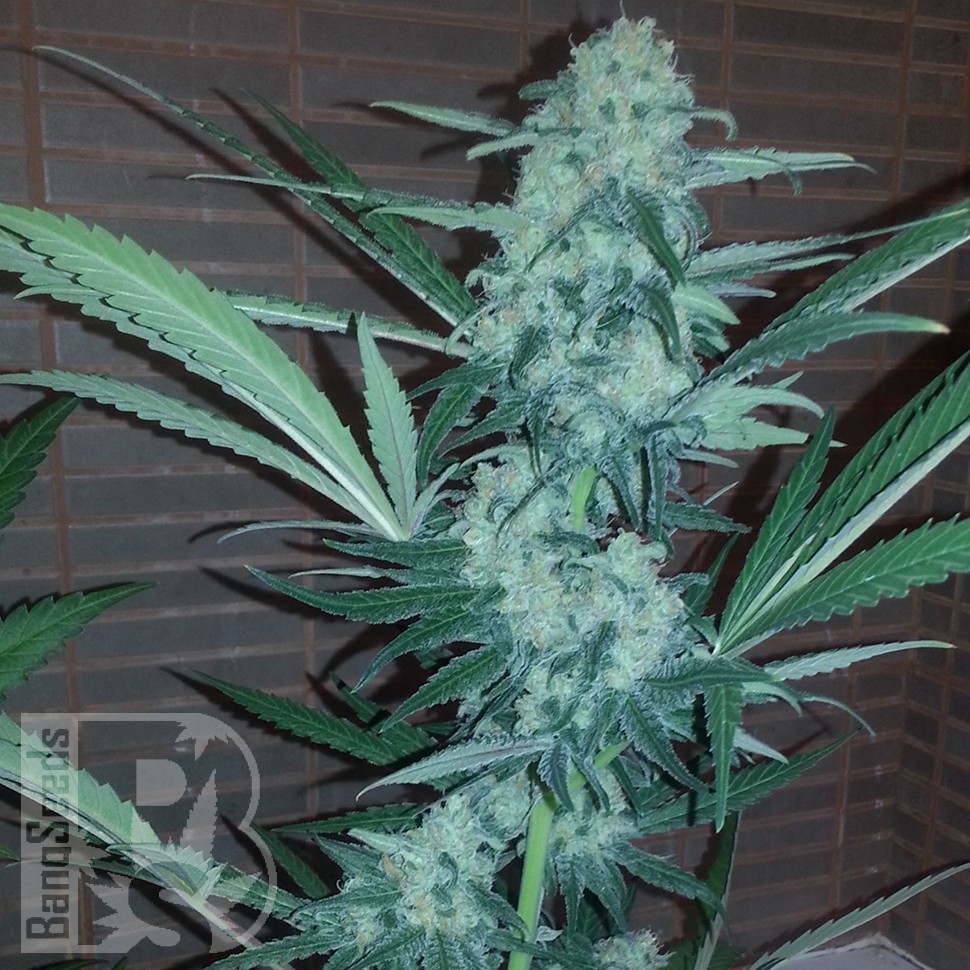 Купить семена Auto Exodus Cheese CBD feminised Ganja Seeds