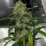 Семена каннабиса  Do-Si-Dos feminised Ganja Seeds