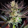 Семена каннабиса  Do-Si-Dos feminised Ganja Seeds