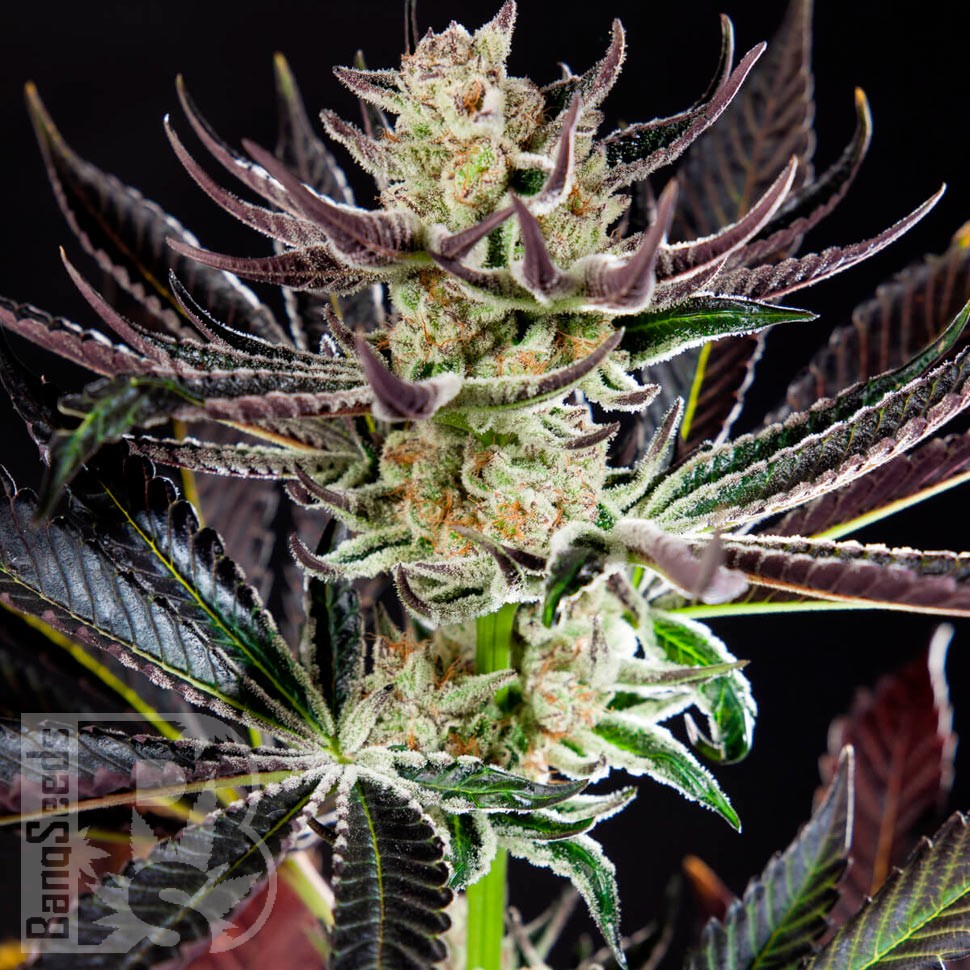 Семена каннабиса  Do-Si-Dos feminised Ganja Seeds
