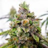 Семена каннабиса  Do-Si-Dos feminised Ganja Seeds
